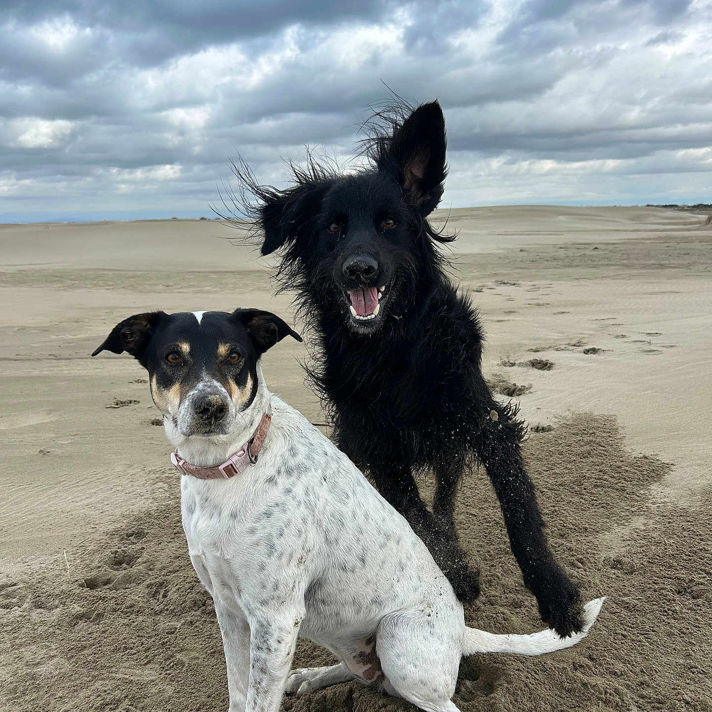 Olia participe au concours pour gagner de l'argent avec cette photo : animal, beach, canine, coast, dog, face, head, nature, outdoors, person, pet, photography, pointer, portrait, puppy, sea, shoreline, sky, soil, water