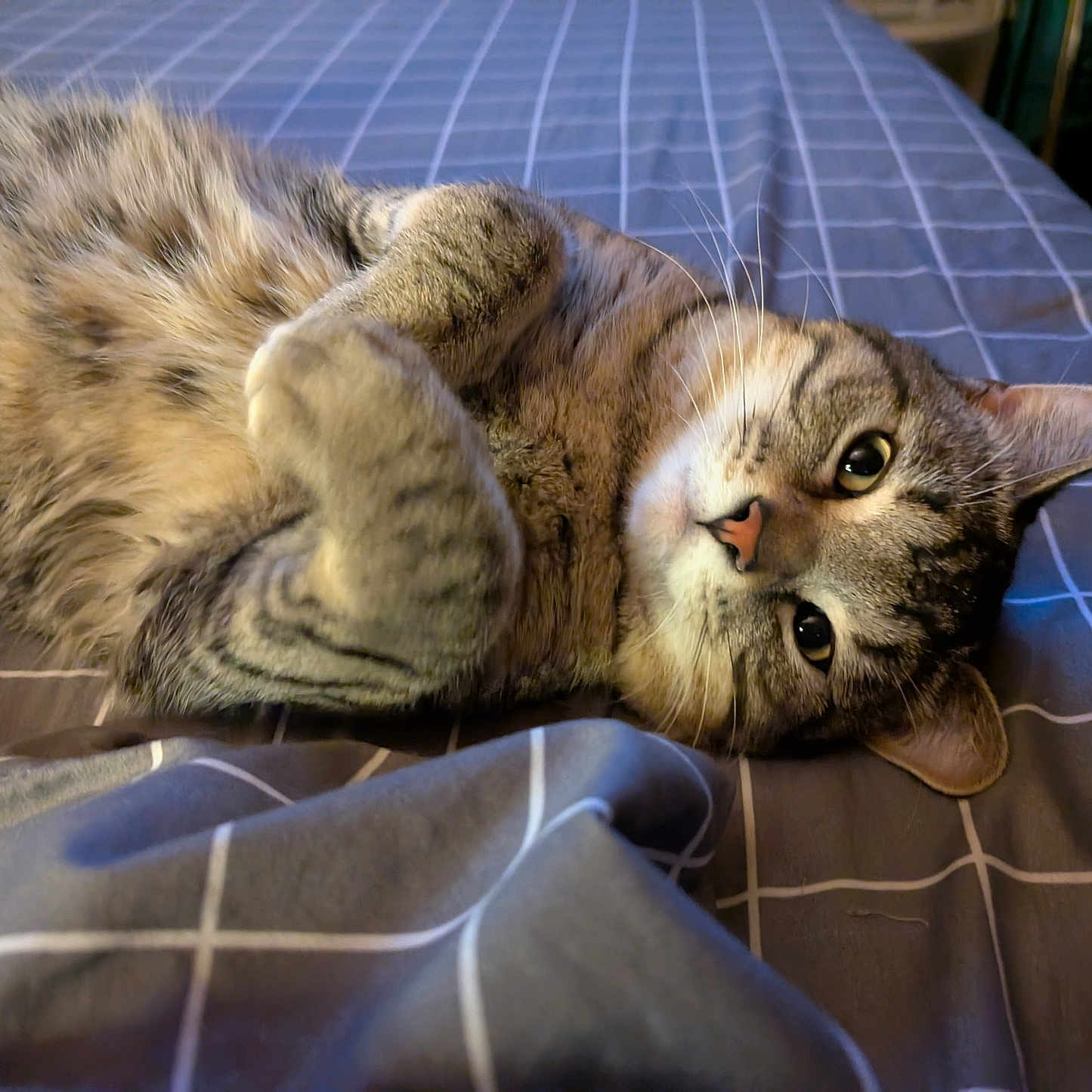 Ghost joined the competition — help win amazing prizes! animal, bed, blanket, cat, closeup, comfort, cozy, curious, cute, domestic_cat, feline, fur, home, indoor, lying_down, pet, relaxed, sleepy, tabby_cat, whiskers