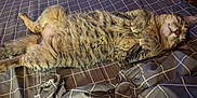 Ghost joined the competition — help win amazing prizes! cat, tabby, pet, sleeping, bed, blanket, fur, striped, relaxed, indoor, animal, whiskers, paws, cute, resting, cozy, domestic, mammal, feline, patterned