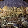 cat, tabby, pet, sleeping, bed, blanket, fur, striped, relaxed, indoor, animal, whiskers, paws, cute, resting, cozy, domestic, mammal, feline, patterned