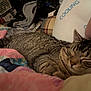 Ghost joined the competition — help win amazing prizes! cat, tabby, sleeping, quilt, patterned_blanket, pillow, cooling_pillow, indoor, cozy, pet, feline, resting, household, clutter, fabric, striped, closeup, comfort, relaxation, warm