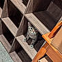 Ghost joined the competition — help win amazing prizes! cat, tabby, wooden_shelf, cubby, furniture, curious, indoor, pet, animal, carpet, box, chair, wood, whiskers, paws, eyes, floor, household, cute, kitten
