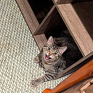 Ghost is registered to the contest to win money with this photo: cat, tabby_cat, smiling, carpet, wooden_furniture, shelf, cubby, indoor, pet, feline, playful, animal, paw, open_mouth, happy, curious, cozy, box, chair_leg, texture