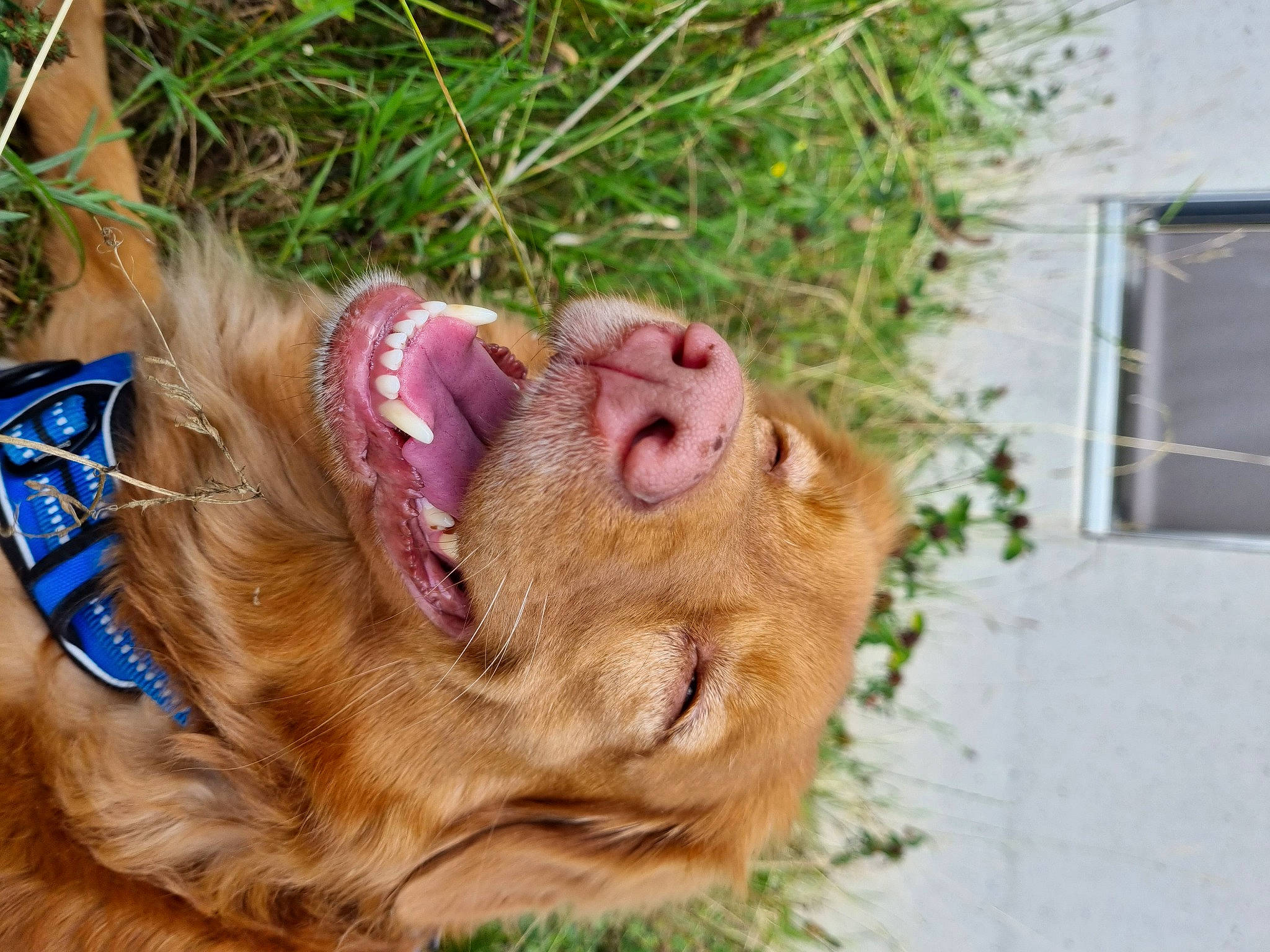 Tosca participe au concours pour gagner de l'argent avec cette photo : canidae, carnivore, cocker_spaniel, companion_dog, dog, dog_breed, fawn, fur, grass, leash, liver, plant, retriever, snout, spaniel, sporting_group, whiskers, window, working_animal, wrinkle