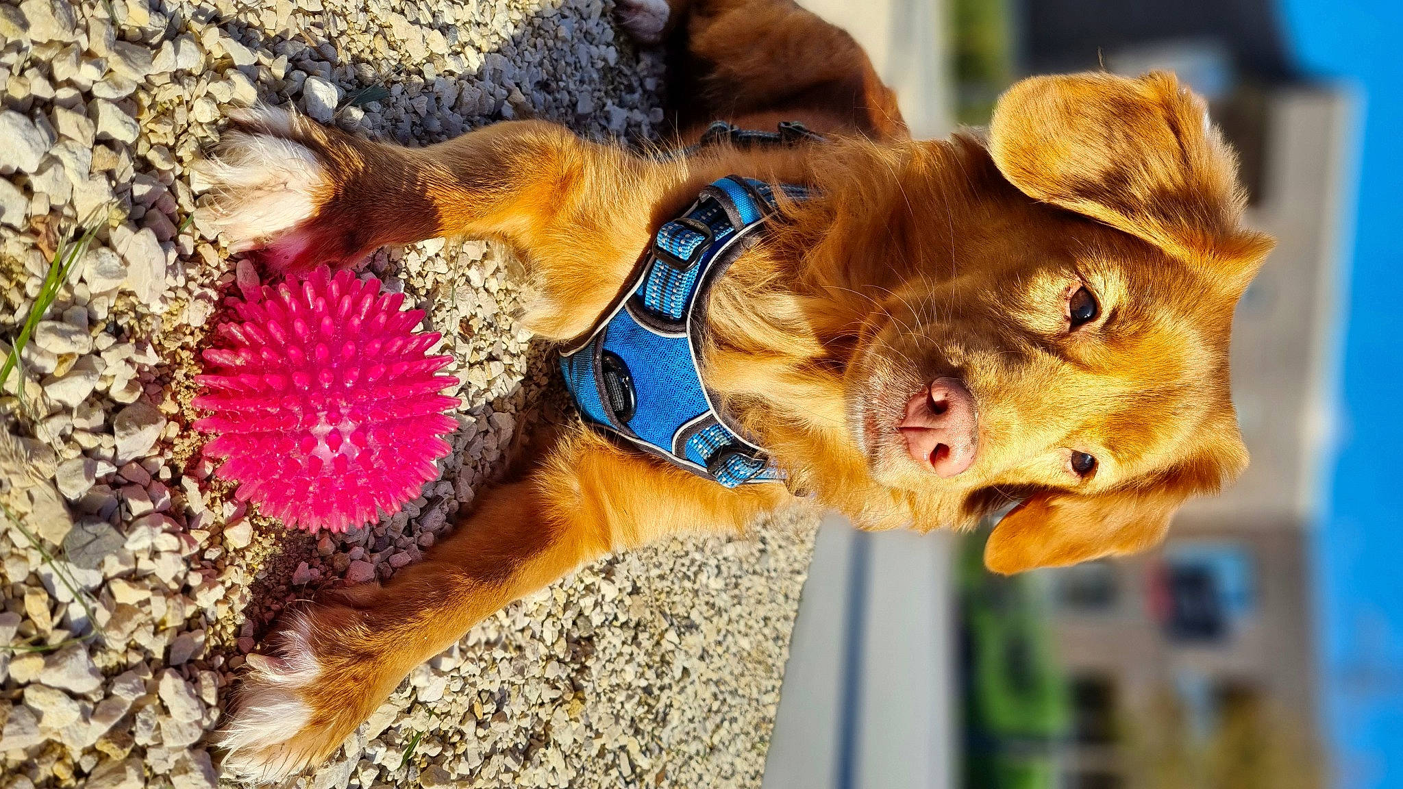 Tosca participe au concours pour gagner de l'argent avec cette photo : carnivore, collar, companion_dog, dog, dog_breed, dog_collar, ear, eye, eyewear, fawn, fur, glasses, leash, liver, plant, snout, sporting_group, sunglasses, whiskers, working_animal