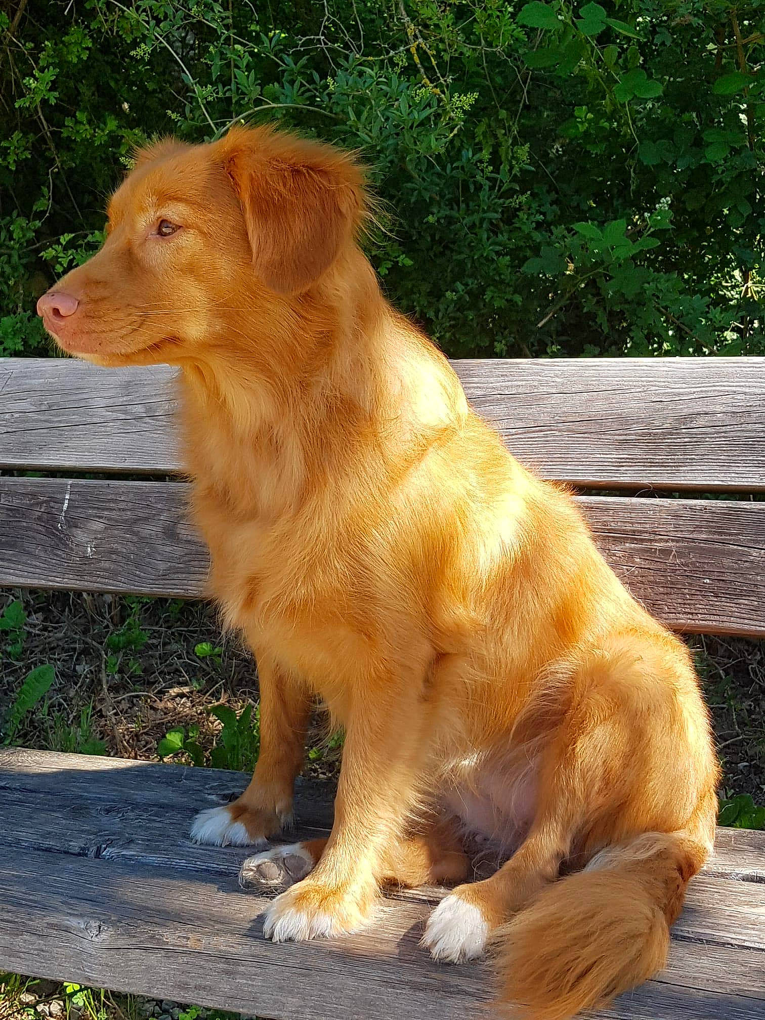 Tosca participe au concours pour gagner de l'argent avec cette photo : ancient_dog_breeds, canidae, carnivore, companion_dog, dog, dog_breed, fawn, fur, grass, liver, paw, plant, snout, sporting_group, tail, terrestrial_animal, whiskers, wildlife, wood, working_animal