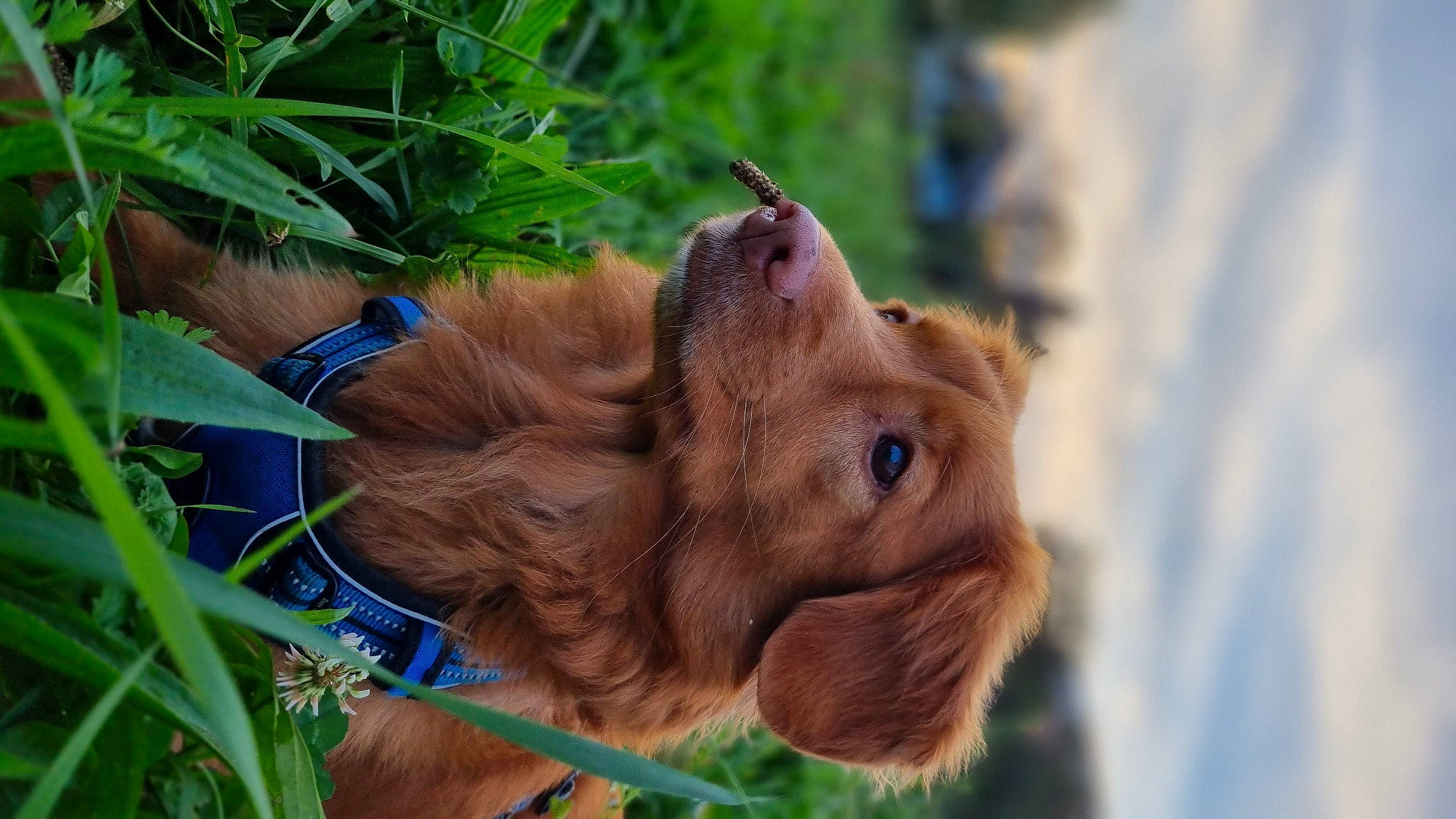 Tosca participe au concours pour gagner de l'argent avec cette photo : biting, canidae, carnivore, companion_dog, dog, dog_breed, fawn, fur, grass, liver, orangutan, pet_supply, plant, snout, sporting_group, terrestrial_animal, whiskers, wood, working_animal, wrinkle
