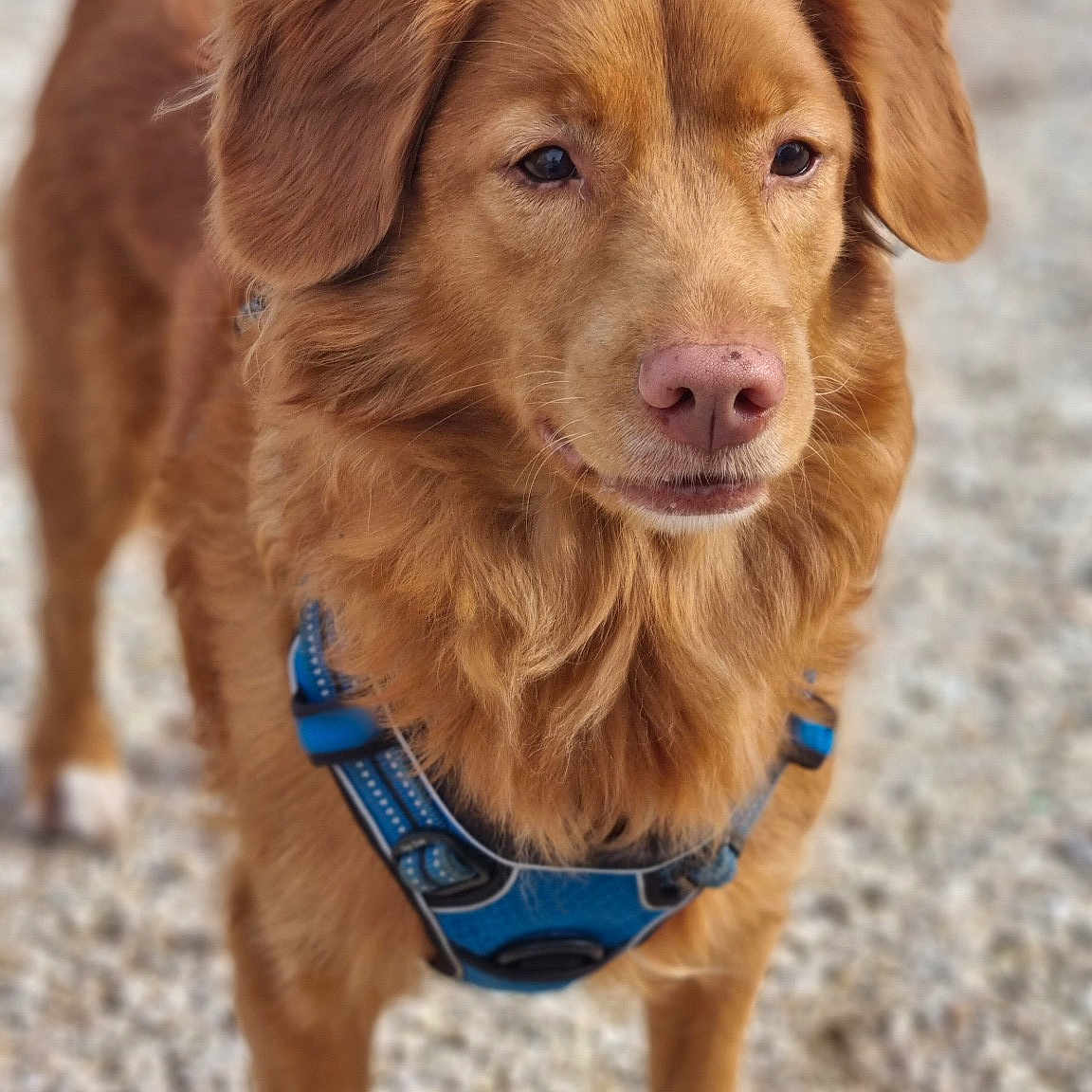 Tosca