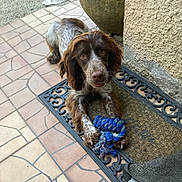 Vidocq participe au concours pour gagner de l'argent avec cette photo : dog, rope_toy, doormat, porch, tile_floor, brown_and_white, pet, outdoor, curious, playful, canine, fur, ears, paw, chewed_toy, looking_up, texture, wall, planter, resting