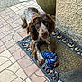 dog, rope_toy, doormat, porch, tile_floor, brown_and_white, pet, outdoor, curious, playful, canine, fur, ears, paw, chewed_toy, looking_up, texture, wall, planter, resting
