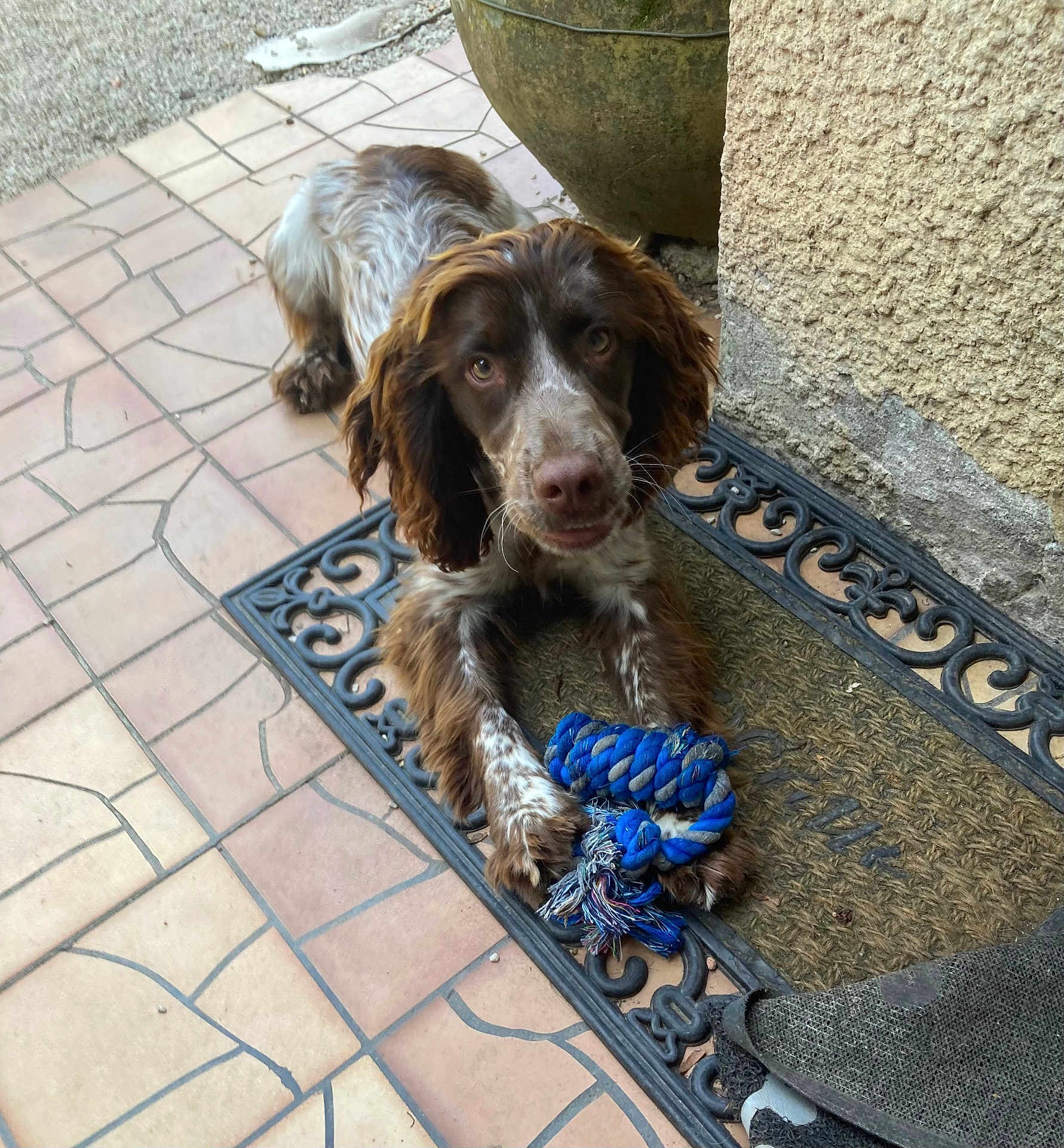 Vidocq participe au concours pour gagner de l'argent avec cette photo : dog, rope_toy, doormat, porch, tile_floor, brown_and_white, pet, outdoor, curious, playful, canine, fur, ears, paw, chewed_toy, looking_up, texture, wall, planter, resting