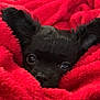 puppy, dog, black_dog, blanket, red_blanket, cozy, cute, pet, fur, ears, nose, eyes, snout, close_up, indoor, soft_texture, animal, adorable, wrapped, small