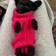 Lovebug joined the competition — help win amazing prizes! dog, small_dog, black_dog, pet, sweater, pink_sweater, clothing, lap, human_legs, grey_sweatpants, indoor, cute, cozy, relaxed, fur, animal, domestic_animal, portrait, comfort, tiny