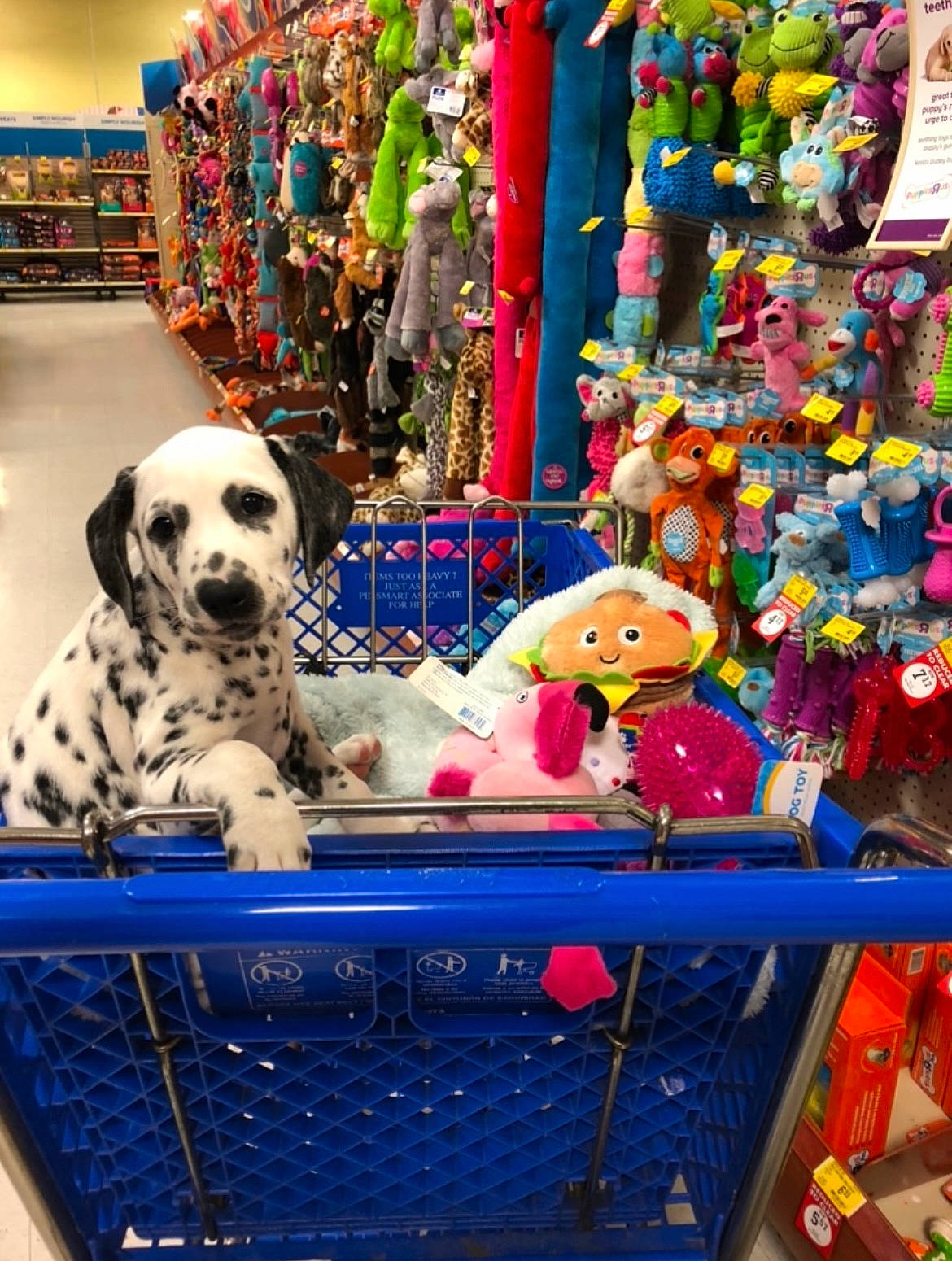 Penny is registered to the contest to win money with this photo: basket, blue, canidae, carnivore, city, companion_dog, dalmatian, dog, dog_breed, dog_supply, event, football, fun, leisure, mammal, recreation, sporting_group, stuffed_toy, toy, vertebrate