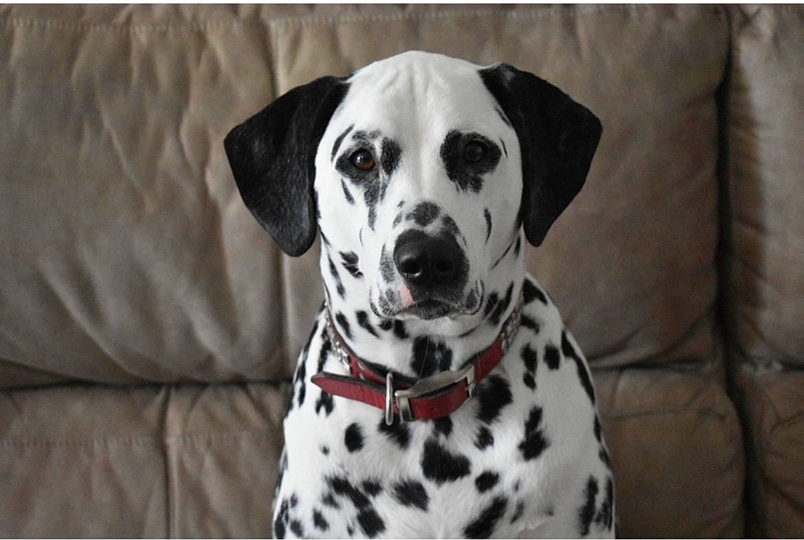 Penny is registered to the contest to win money with this photo: auto_part, canidae, carnivore, collar, companion_dog, dalmatian, dog, dog_breed, dog_collar, dog_supply, fur, linens, monochrome_photography, non_sporting_group, pattern, rectangle, snout, sporting_group, whiskers, working_animal