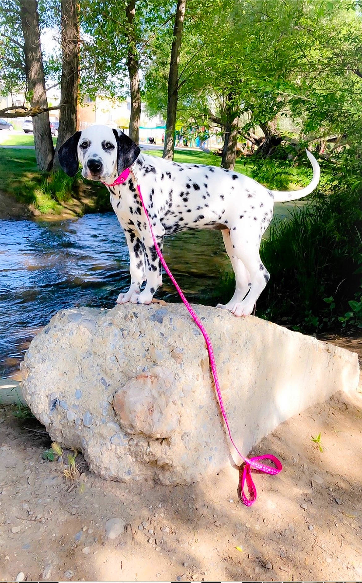 Penny is registered to the contest to win money with this photo: adventure, canidae, carnivore, collar, companion_dog, dalmatian, dog, dog_breed, dog_collar, dog_supply, fawn, grass, plant, snout, soil, sporting_group, terrestrial_animal, tree, water, working_animal