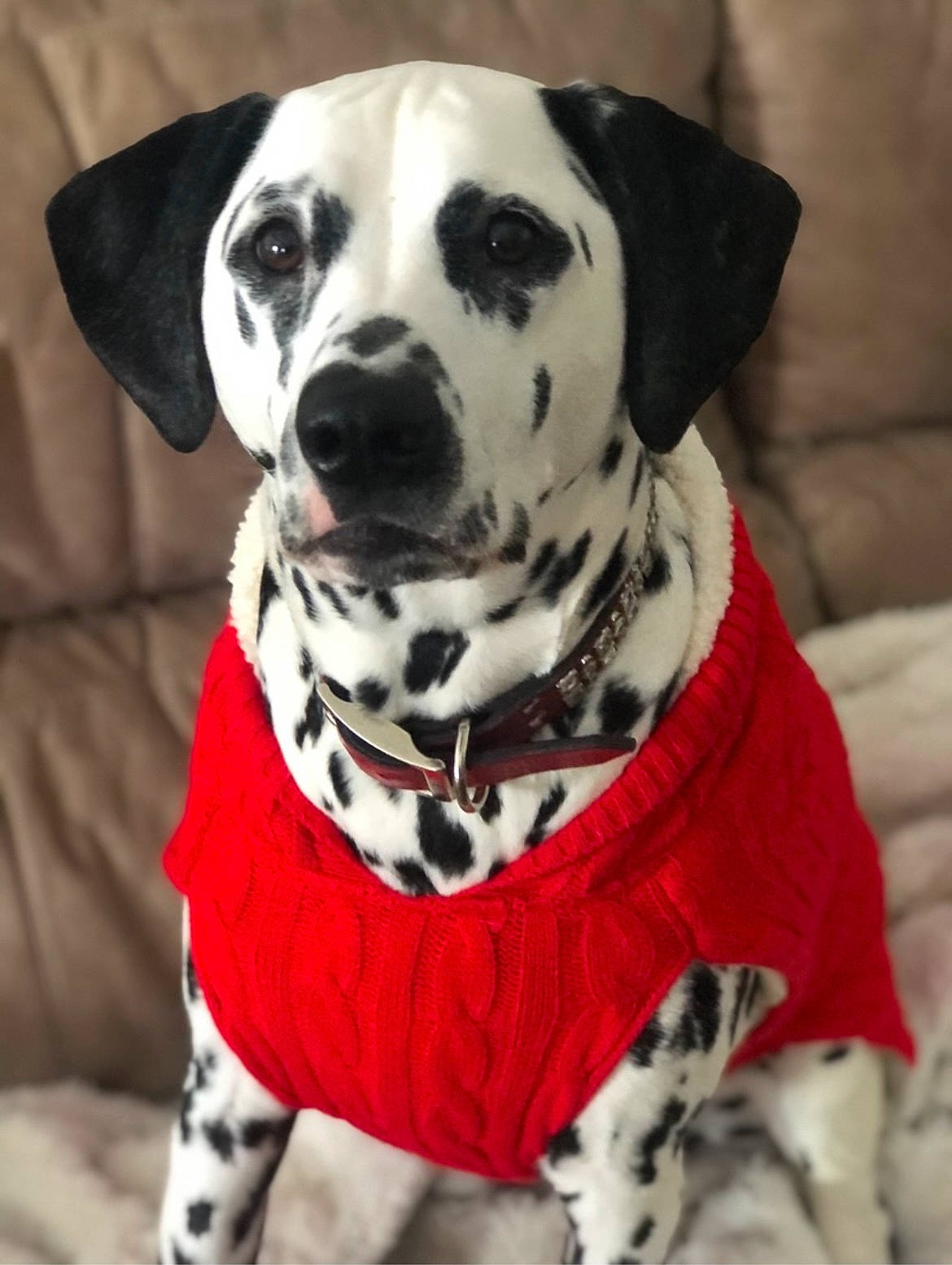 Penny is registered to the contest to win money with this photo: canidae, carnivore, collar, companion_dog, dalmatian, dog, dog_breed, dog_collar, dog_supply, fawn, fur, non_sporting_group, pattern, pet_supply, snout, sporting_group, whiskers, working_animal