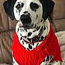 dalmatian, dog, pet, sweater, red_sweater, black_and_white, spotted, collar, indoor, couch, furniture, canine, portrait, cute, animal, domestic_animal, sitting, fur, friendly, cozy