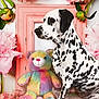 Penny Pearl joined the competition — help win amazing prizes! dalmatian, dog, teddy_bear, stuffed_animal, pink_flowers, peonies, flower_petals, pink_frame, plush, pet, animal, floral, cute, colorful, rainbow, soft_texture, indoor, decor, sitting, cozy