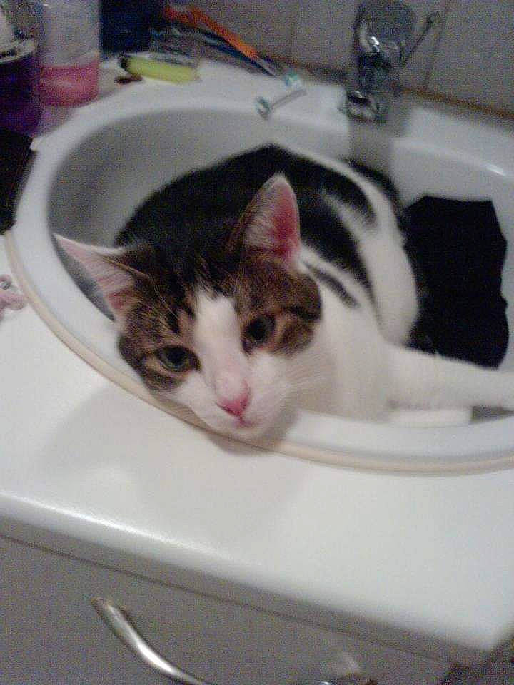 Figaro participe au concours pour gagner de l'argent avec cette photo : bathroom, bathroom_sink, box, carnivore, cat, comfort, domestic_short_haired_cat, felidae, fur, paw, plumbing, plumbing_fixture, room, sink, small_to_medium_sized_cats, snout, tail, tap, whiskers, window