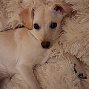 Princess Punkinhead joined the competition — help win amazing prizes! puppy, dog, fluffy_blanket, light_colored, lying_down, cozy, indoor, cute, pet, animal, soft_texture, relaxed, resting, fur, young_dog, companion, domestic_animal, looking_at_camera, adorable, snuggled