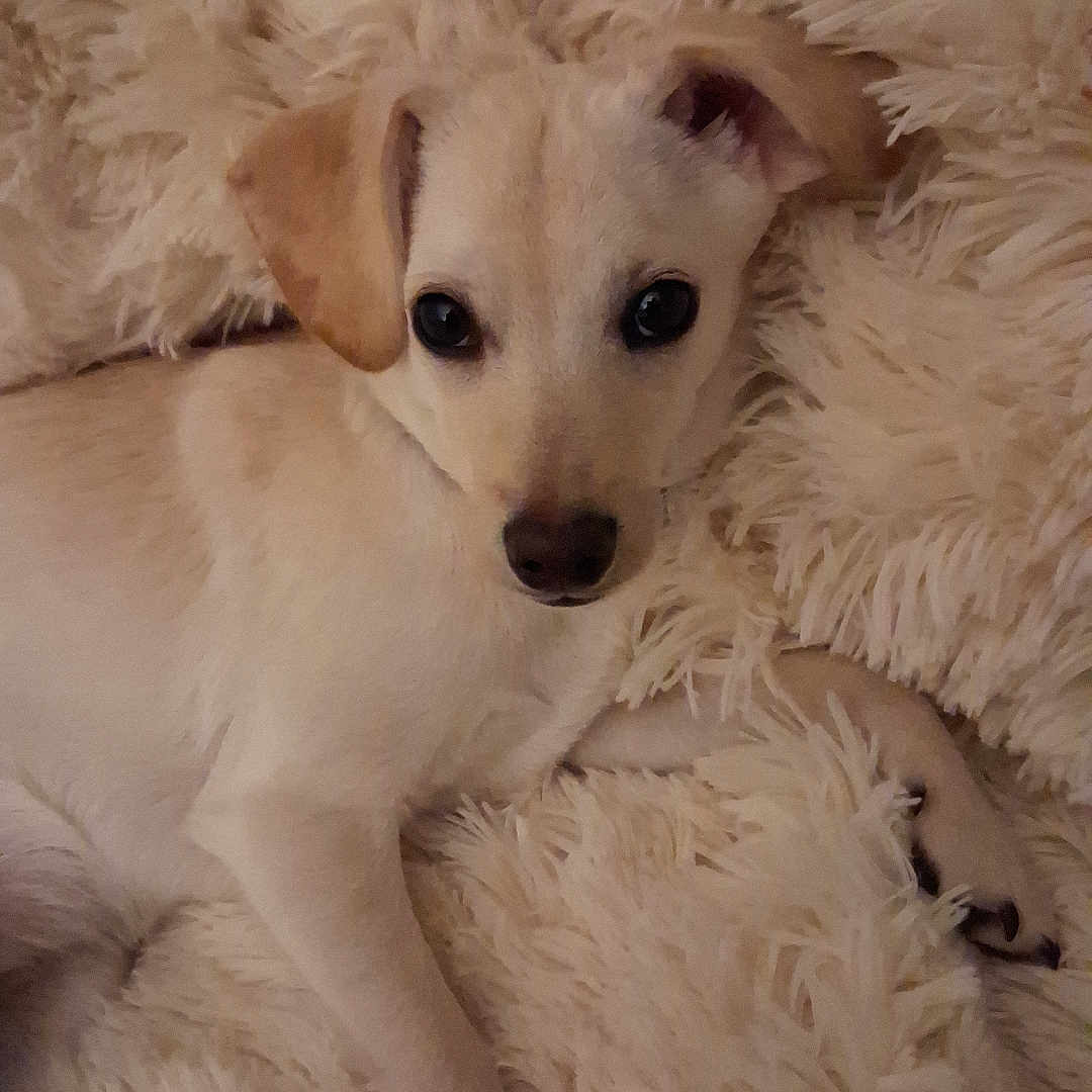 Princess Punkinhead joined the competition — help win amazing prizes! adorable, animal, companion, cozy, cute, dog, domestic_animal, fluffy_blanket, fur, indoor, light_colored, looking_at_camera, lying_down, pet, puppy, relaxed, resting, snuggled, soft_texture, young_dog