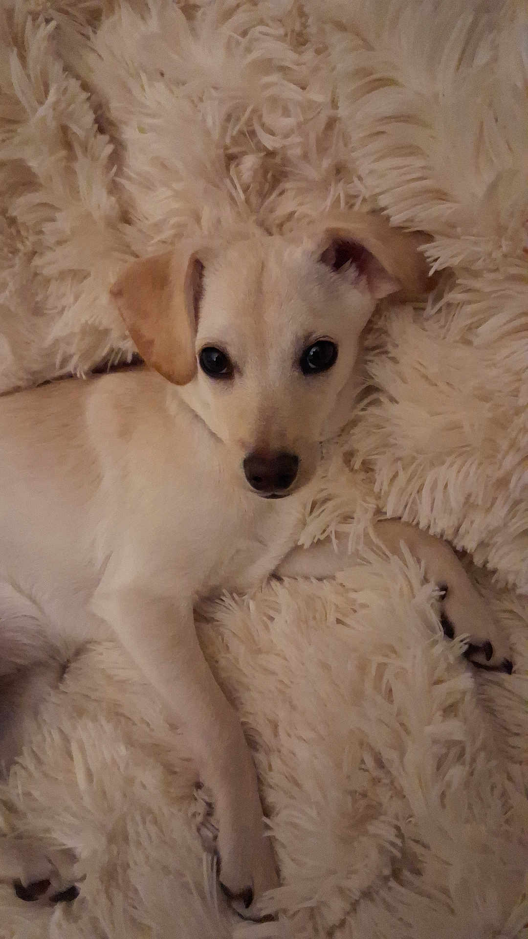 Princess Punkinhead joined the competition — help win amazing prizes! puppy, dog, fluffy_blanket, light_colored, lying_down, cozy, indoor, cute, pet, animal, soft_texture, relaxed, resting, fur, young_dog, companion, domestic_animal, looking_at_camera, adorable, snuggled