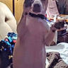 Dobbie is registered to the contest to win money with this photo: dog, pet, indoor, lamp, furniture, blanket, brown, white, raised_paws, playful, canine, collar, household, cozy, standing, animal, cute, living_room, paw