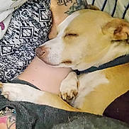Dobbie is registered to the contest to win money with this photo: dog, sleeping, tattoo, arm, blanket, closeup, rest, comfort, indoor, paw, collar, relaxation, human, skin, pattern, fabric, nap, fur, animal, cozy
