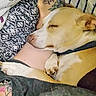 dog, sleeping, tattoo, arm, blanket, closeup, rest, comfort, indoor, paw, collar, relaxation, human, skin, pattern, fabric, nap, fur, animal, cozy