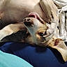 Dobbie joined the competition — help win amazing prizes! dog, playful, pet, lying_down, paw, eye, blanket, cozy, fur, cute, animal, indoor, relaxed, canine, nose, ears, mouth, sleepy, resting, closeup