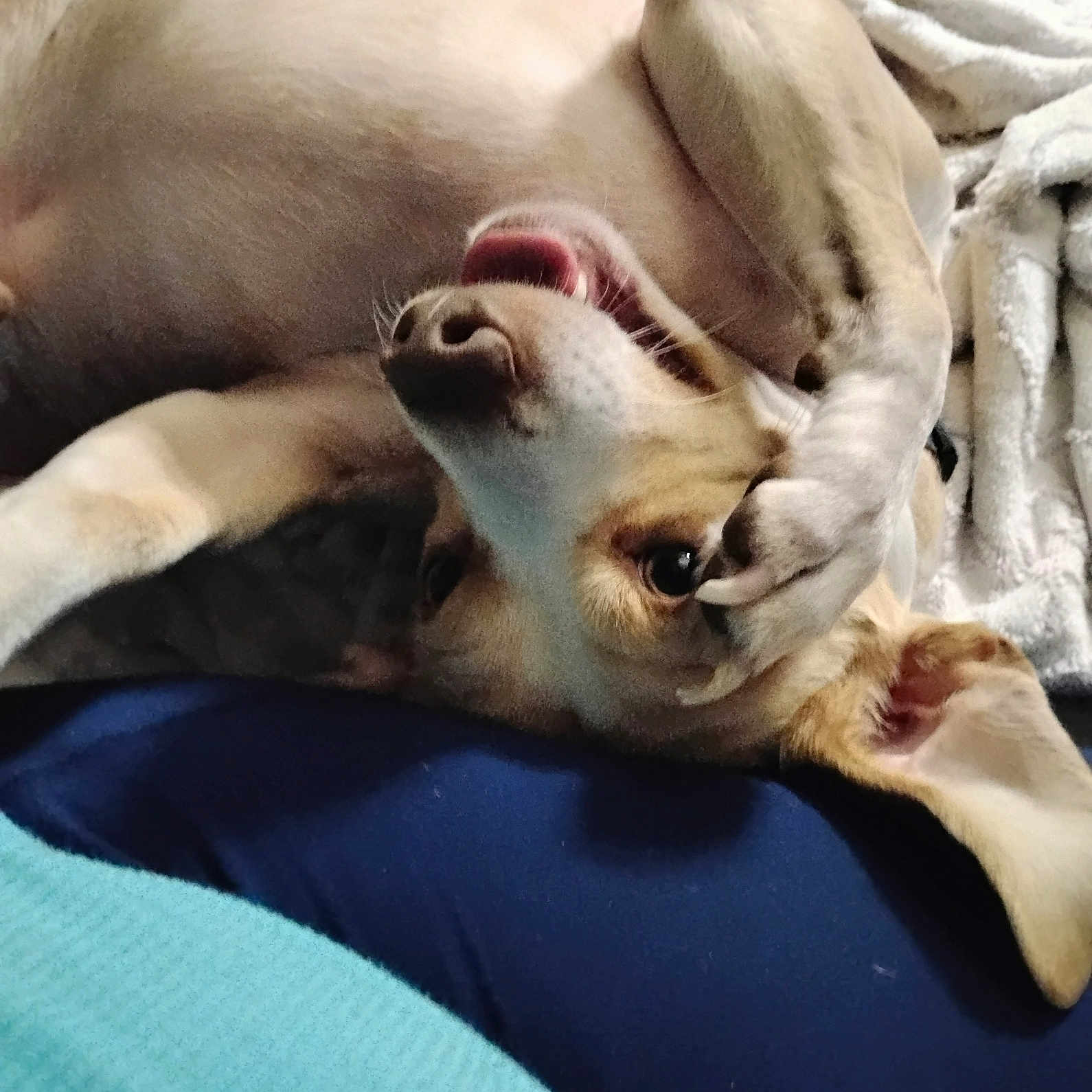 Dobbie