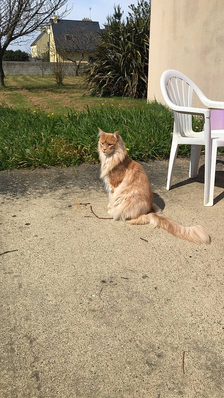 Jivago a rejoint le concours — aidez-le/la à gagner de superbes lots ! canidae, carnivore, cat, european_shorthair, fawn, felidae, floor, grass, mammal, plant, sand, small_to_medium_sized_cats, tail, whiskers