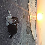 Loocky a rejoint le concours — aidez-le/la à gagner de superbes lots ! dog, sunset, water, boats, path, outdoor, animal, relaxing, nature, sky, sun, shore, harbor, tranquil, scenic, pet, canine, calm, evening, landscape