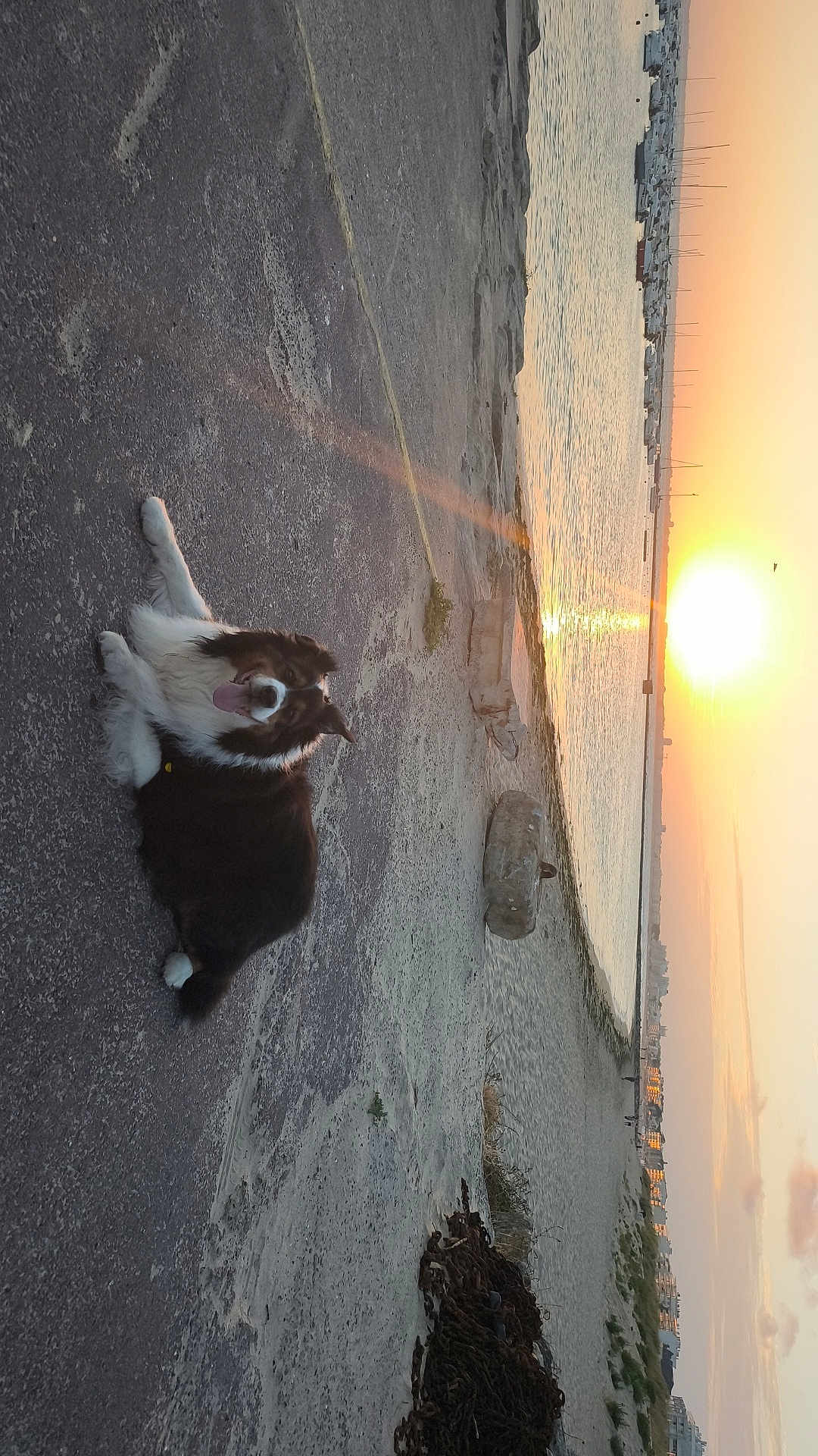 Loocky a rejoint le concours — aidez-le/la à gagner de superbes lots ! dog, sunset, water, boats, path, outdoor, animal, relaxing, nature, sky, sun, shore, harbor, tranquil, scenic, pet, canine, calm, evening, landscape