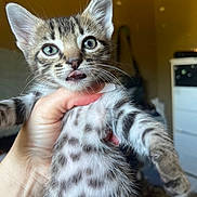 Bando is registered to the contest to win money with this photo: animal, being_held, blue_eyes, cat, close_up, ears, feline, fluffy, funny, gray_fur, indoor, kitten, pet, portrait, striped_fur, tabby, tongue_out, whiskers, white_fur, wide_eyed