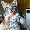 animal, being_held, blue_eyes, cat, close_up, ears, feline, fluffy, funny, gray_fur, indoor, kitten, pet, portrait, striped_fur, tabby, tongue_out, whiskers, white_fur, wide_eyed