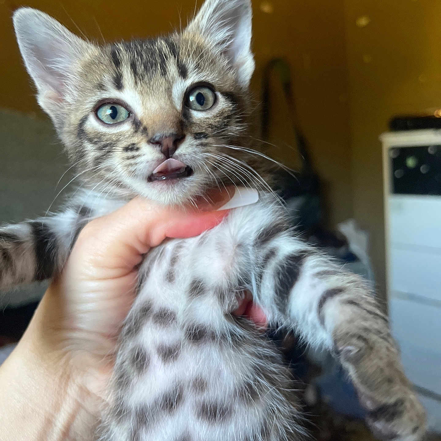 Bando is registered to the contest to win money with this photo: animal, being_held, blue_eyes, cat, close_up, ears, feline, fluffy, funny, gray_fur, indoor, kitten, pet, portrait, striped_fur, tabby, tongue_out, whiskers, white_fur, wide_eyed