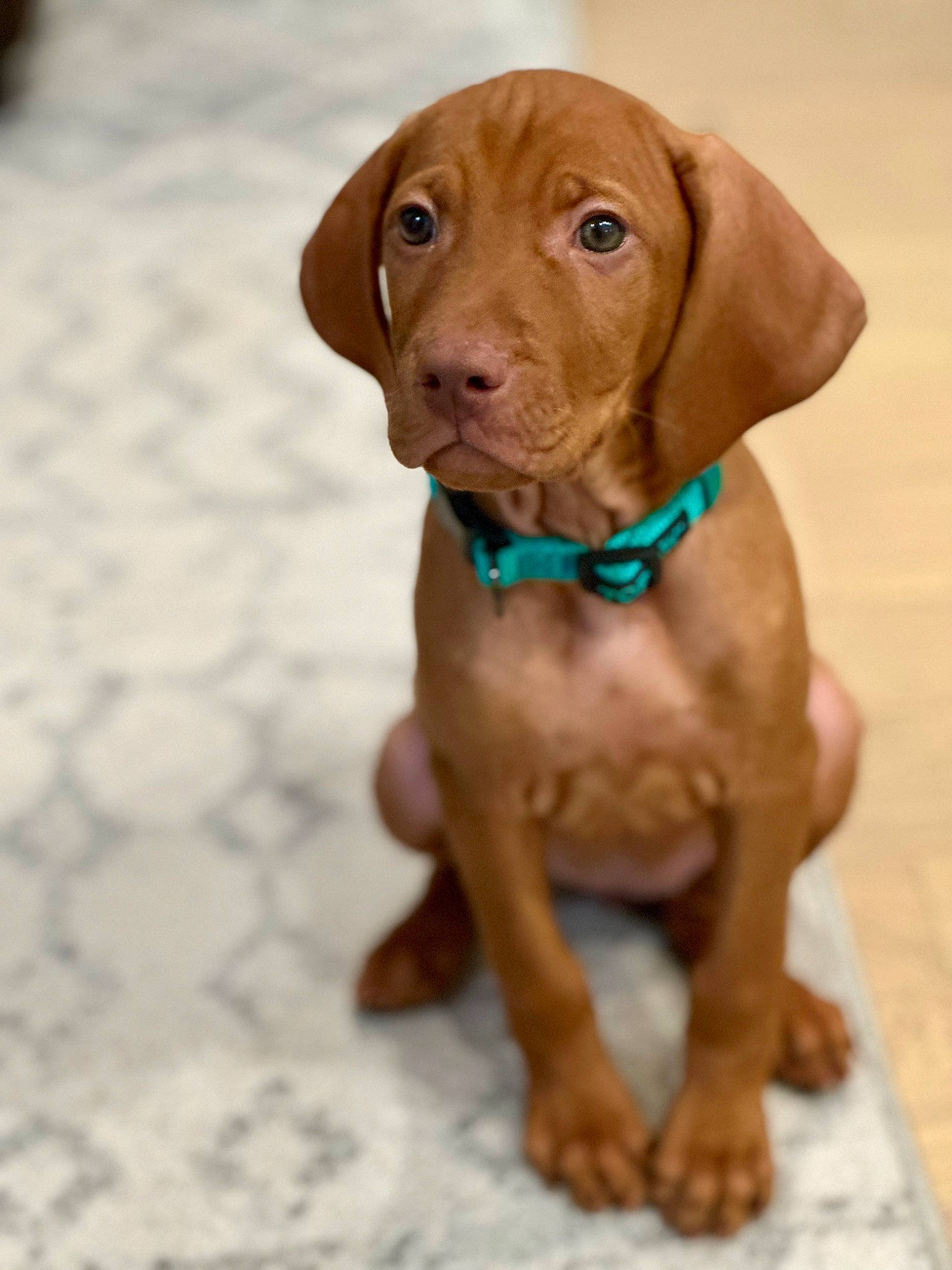 Lily is registered to the contest to win money with this photo: canidae, carnivore, companion_dog, dog, dog_breed, dog_collar, dog_supply, eye, fawn, gun_dog, hunting_dog, liver, pet_supply, plank, snout, sporting_group, whiskers, wood, wood_stain, working_animal