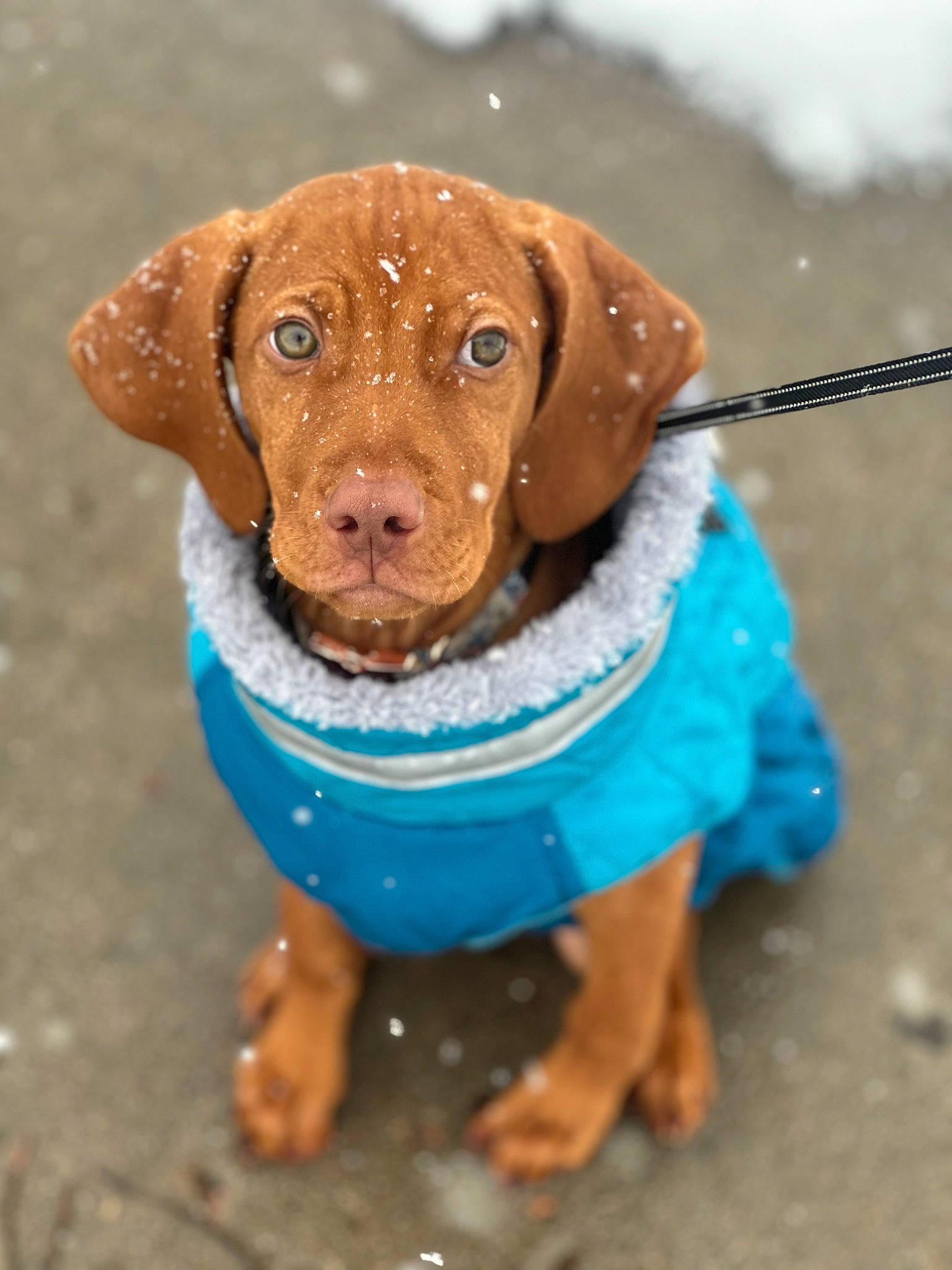 Lily joined the competition — help win amazing prizes! canidae, carnivore, collar, companion_dog, dog, dog_breed, dog_collar, dog_supply, electric_blue, fawn, hunting_dog, liver, pet_supply, snout, sporting_group, terrestrial_animal, toy, whiskers, working_animal