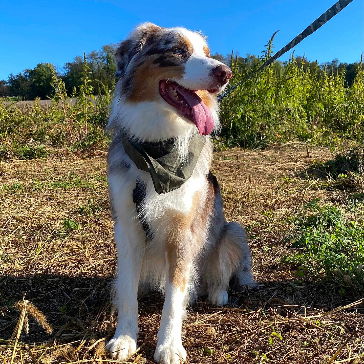 Blue joined the competition — help win amazing prizes! accessories, animal, canine, cockerspaniel, countryside, dog, field, grass, hound, husky, leash, nature, outdoors, person, pet, plant, puppy, strap, straw, walkingdog