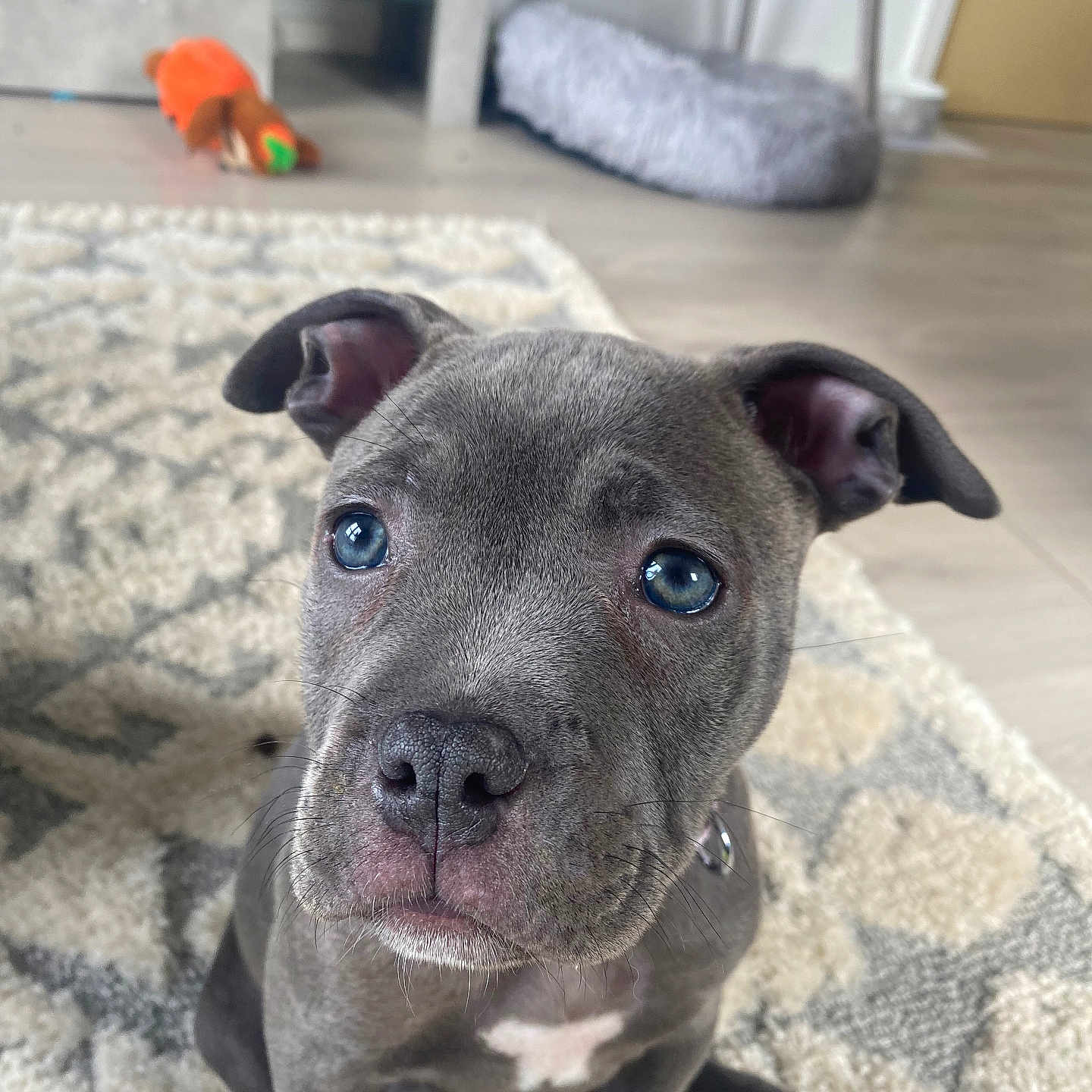 Bluebelle