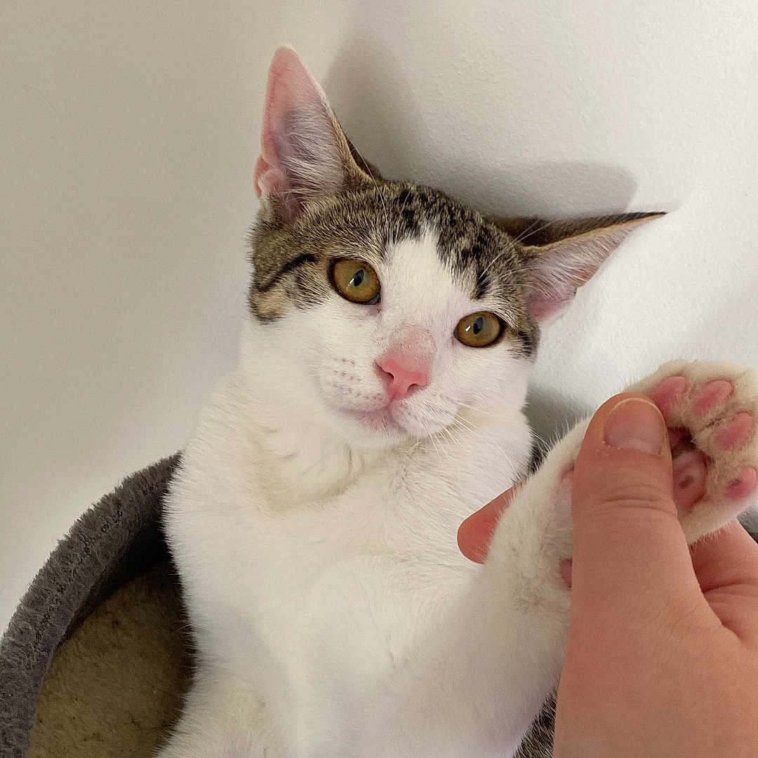 Miss P is registered to the contest to win money with this photo: abyssinian, angora, animal, baby, blanket, bodypart, cat, finger, hand, kitten, manx, nail, person, pet, siamese, toe, wrist