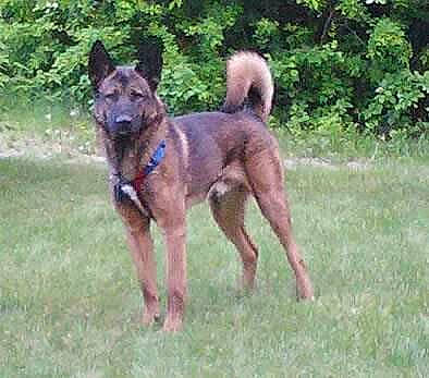 Kumori is registered to the contest to win money with this photo: canidae, carnivore, collar, companion_dog, dog, dog_breed, east_european_shepherd, fawn, german_shepherd_dog, grass, herding_dog, hunting_dog, king_shepherd, plant, sporting_group, tail, terrestrial_animal, tree, working_animal, working_dog