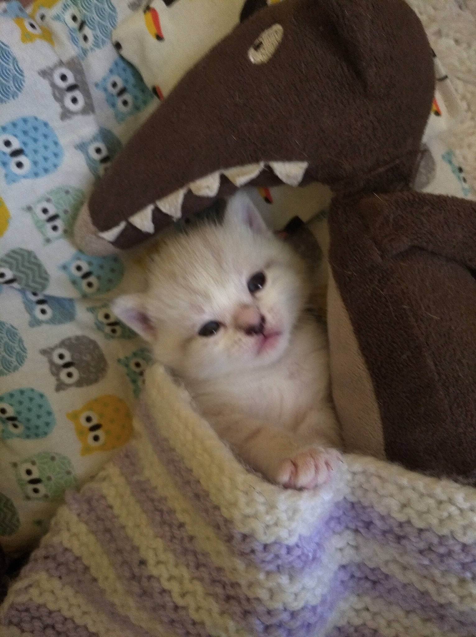 Lyli a rejoint le concours — aidez-le/la à gagner de superbes lots ! box, carnivore, cat, comfort, domestic_short_haired_cat, fawn, felidae, fur, grey, linens, pattern, paw, small_to_medium_sized_cats, whiskers, wood