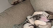Akira joined the competition — help win amazing prizes! animal, blanket, canine, comfort, couch, cozy, cute, dog, fur, furniture, home, indoor, lamp, paw, pet, puppy, relaxed, resting, sleeping, snout