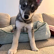 Akira joined the competition — help win amazing prizes! animal, blanket, couch, cozy, curious, cute, dog, ears, eyes, face, fur, home, indoor, nose, paw, pet, portrait, puppy, soft, young