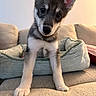 animal, blanket, couch, cozy, curious, cute, dog, ears, eyes, face, fur, home, indoor, nose, paw, pet, portrait, puppy, soft, young