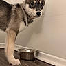 Akira joined the competition — help win amazing prizes! bowl, closeup, collar, curious, dog, domestic_animal, floor, food, fur, indoor, mess, metal_bowl, nose, pet, puppy, snack, standing, wall, wood_floor, young_dog