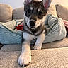 Akira joined the competition — help win amazing prizes! adorable, animal, bed, closeup, comfort, couch, cozy, cute, dog, ears, fur, home, indoor, knitted_bed, looking, paw, pet, puppy, resting, young